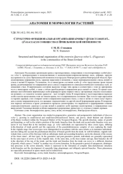 СТРУКТУРНО-ФУНКЦИОНАЛЬНАЯ ОРГАНИЗАЦИЯ КРОНЫ У QUERCUS ROBUR L. (FAGACEAE) В СООБЩЕСТВАХ ПРИИЛЬМЕНСКОЙ НИЗМЕННОСТИ