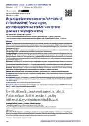 Индикация биопленок изолятов Escherichia coli, Escherichia albertii, Proteus vulgaris, идентифицированных при болезнях органов дыхания и пищеварения птиц