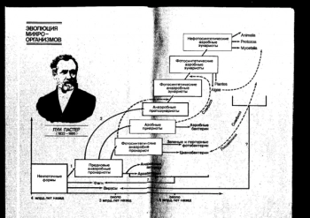 Химическая микробиология
